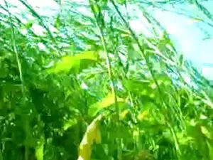लैटिनस एज़्टेक ए सैल ...